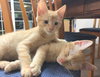Fred and George