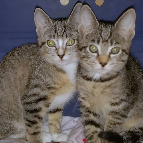 Jo and Meg - Sibling Sister Kittens