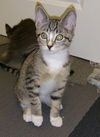Jo and Meg - Sibling Sister Kittens