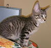 Jo and Meg - Sibling Sister Kittens