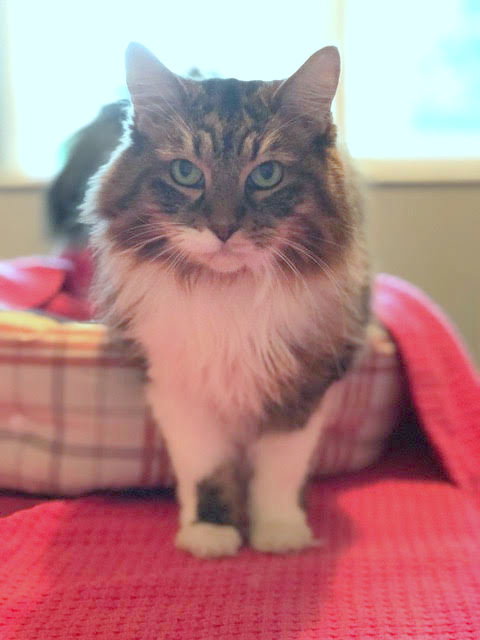 Offered by Owner MABEL - Declawed older sweetie