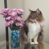 Offered by Owner MABEL - Declawed older sweetie