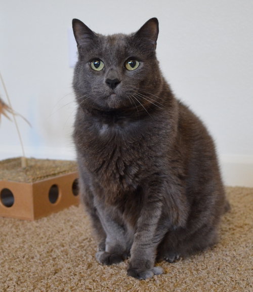 Offered by Owner POCO - Senior Russian Blue
