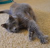 Offered by Owner POCO - Senior Russian Blue