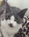 KIT KAT - Sweet Young Female