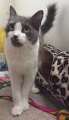 KIT KAT - Sweet Young Female