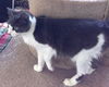 KIT KAT - Sweet Young Female
