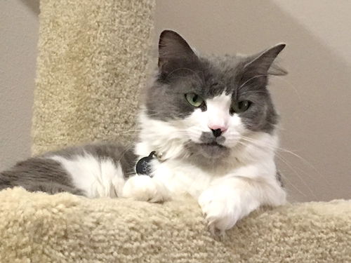 KIT KAT - Sweet Young Female