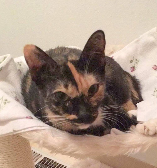 Offered by Owner PATCHES - Super friendly FIV+