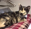 Offered by Owner PATCHES - Super friendly FIV+