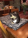 Offered by Owner PATCHES - Super friendly FIV+