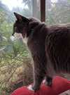 Mick Jingles