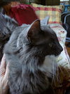 Mick Jingles