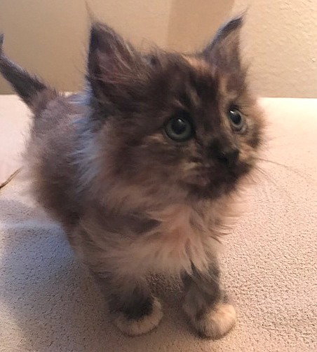 LUCIE