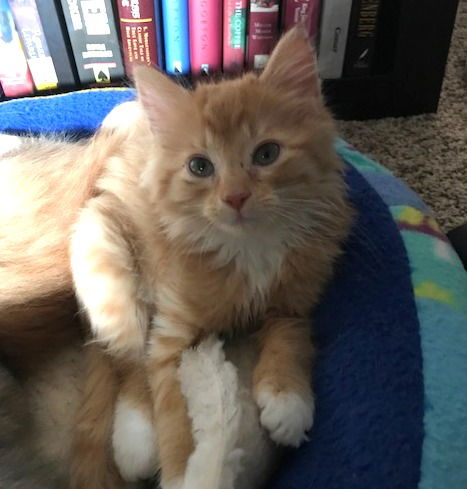 LINUS