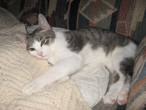 Offered by Owner SHELBY - young male