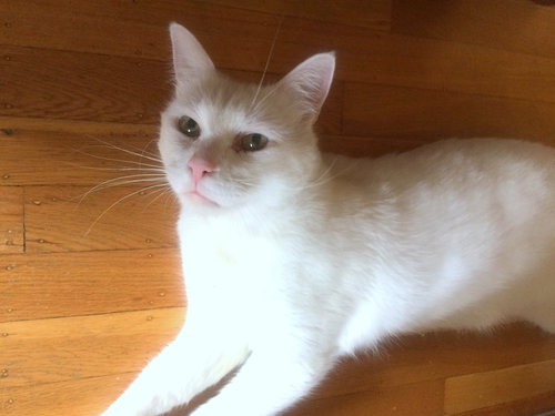 Offered by Owner ROCKY - young adult