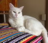 Offered by Owner ROCKY - young adult