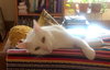 Offered by Owner ROCKY - young adult