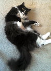 Offered by Owner BERT