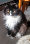 Offered by Owner BERT