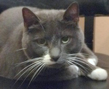 Offered by Owner LENNON - Adult Female