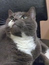 Offered by Owner LENNON - Adult Female
