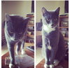 Offered by Owner LENNON - Adult Female
