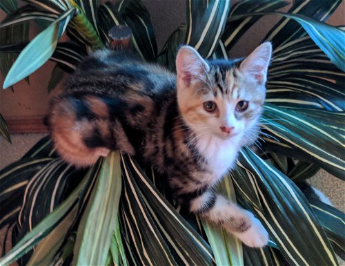 RAVEN - Beautiful Torbie/Calico Kitten