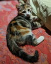 RAVEN - Beautiful Torbie/Calico Kitten