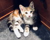 RAVEN - Beautiful Torbie/Calico Kitten