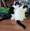 HOUDINI and TINSEL - Bonded Kitten Brothers