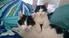 HOUDINI and TINSEL - Bonded Kitten Brothers