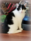 HOUDINI and TINSEL - Bonded Kitten Brothers