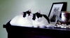 HOUDINI and TINSEL - Bonded Kitten Brothers