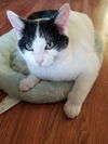 HOUDINI and TINSEL - Bonded Kitten Brothers