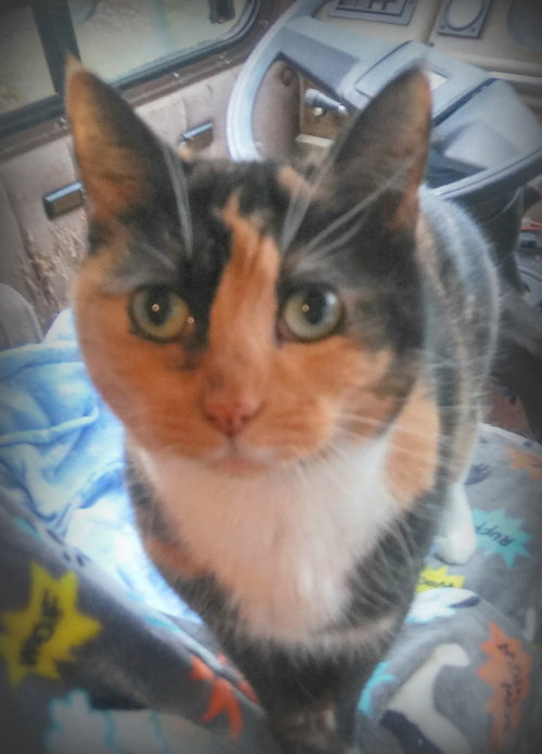 Offered by Owner KITTY GALORE