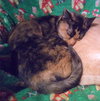 Offered by Owner KITTY GALORE