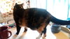 Offered by Owner KITTY GALORE