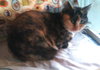 Offered by Owner KITTY GALORE