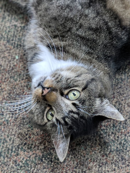 MAVERICK - Just needs someone to love....