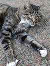 MAVERICK - Just needs someone to love....