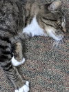 MAVERICK - Just needs someone to love....