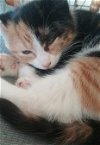 Gala and Meira - Bonded Calico Kittens sisters