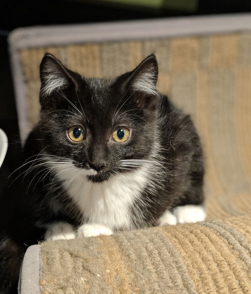 EVIE - - and her sister kitten NUTMEG
