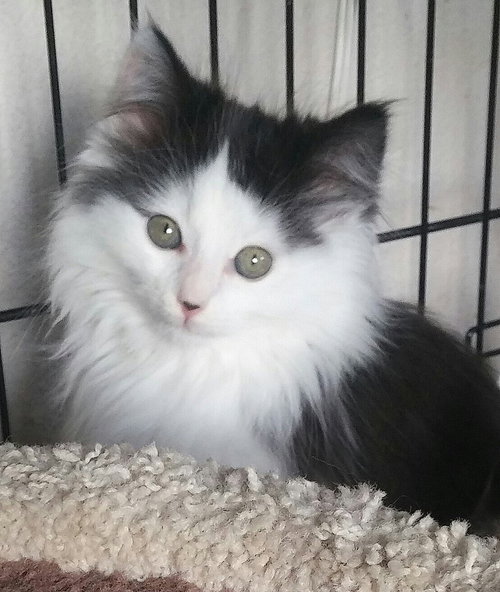 Lumi