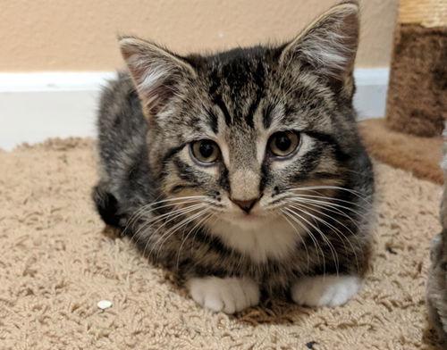 Kitten Brothers - LINK