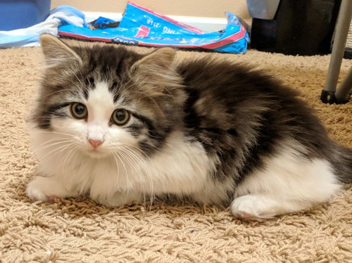 Kitten Brothers - GIZMO