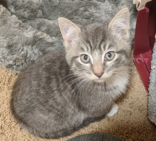 Kitten Brothers - FROST