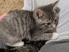 Kitten Brothers - FROST
